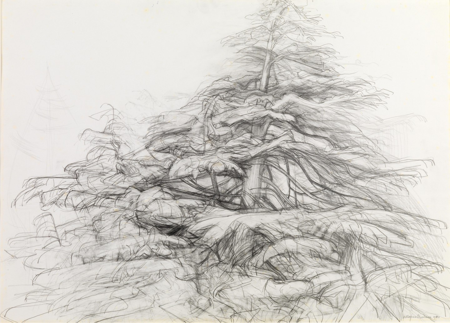 Deodar Tree, 1980, pencil on paper