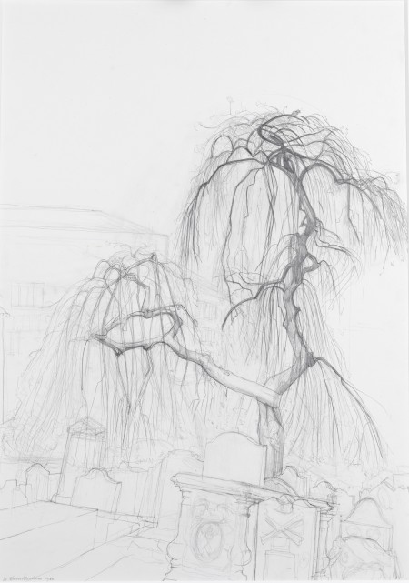 Weeping Ash, The Hauff, Dundee, 1980, pencil on card